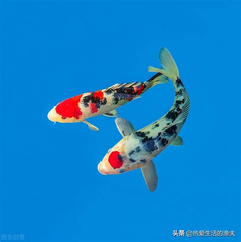 錦鯉可以跟什麼魚一起養 中國古建築